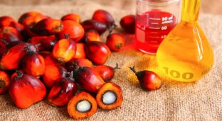 The Truth About Palm Oil