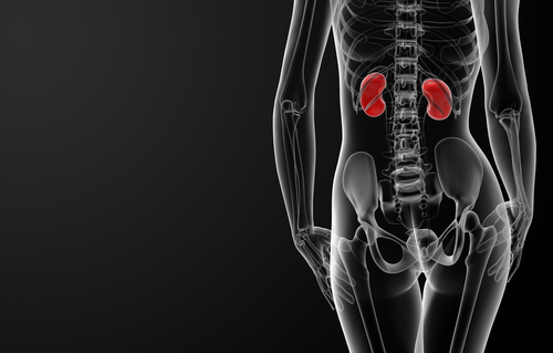 Everything You Need To Know About Women and Kidney Disease