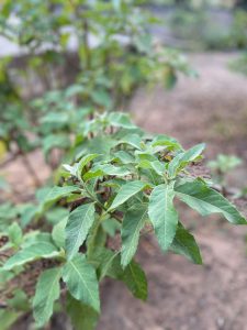 nigerian bitter leaf plant