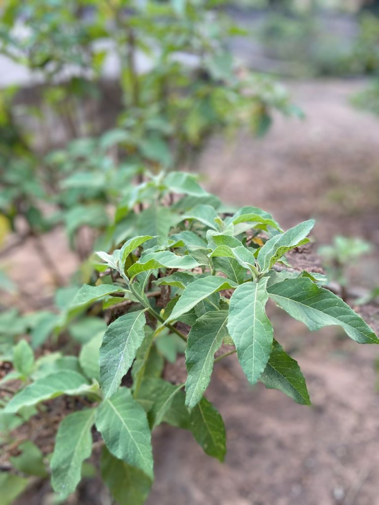 nigerian bitter leaf plant
