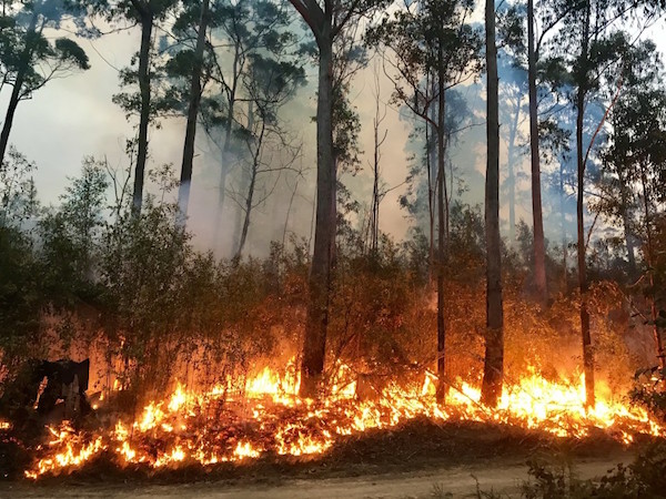 Breathing Wildfire Air Can Impact Sperm and Brain