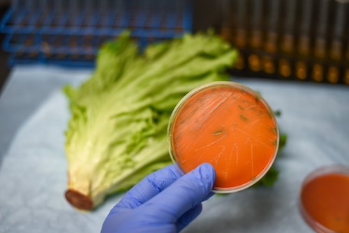 Food Recall: Listeria in Packaged Salad Leads to Two Deaths